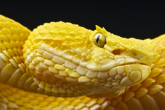Eyelash viper
